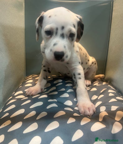 Dalmatian dogs - Advert 15