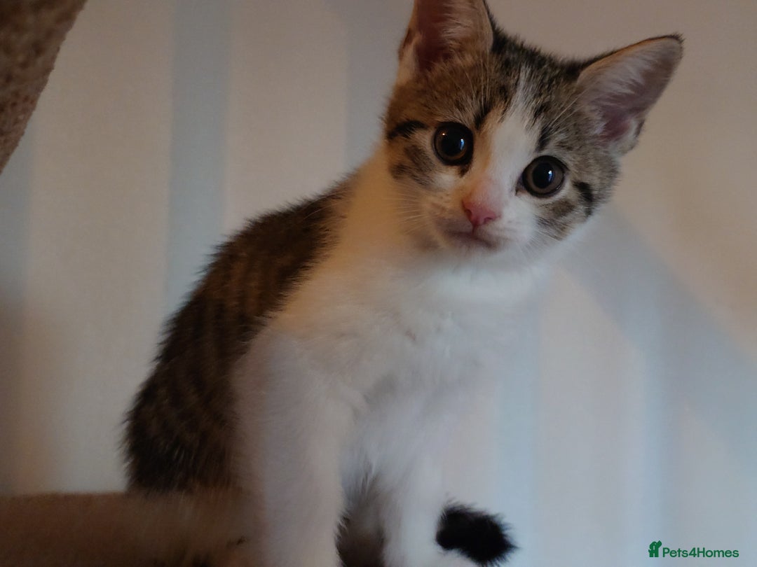 Mixed Breed cats for sale: 6 kittens of a Persian mum with Tuft ears. - Advert 33