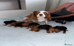 Cavalier King Charles Spaniel dogs for sale: Beautiful cavalier puppies  - Image 1