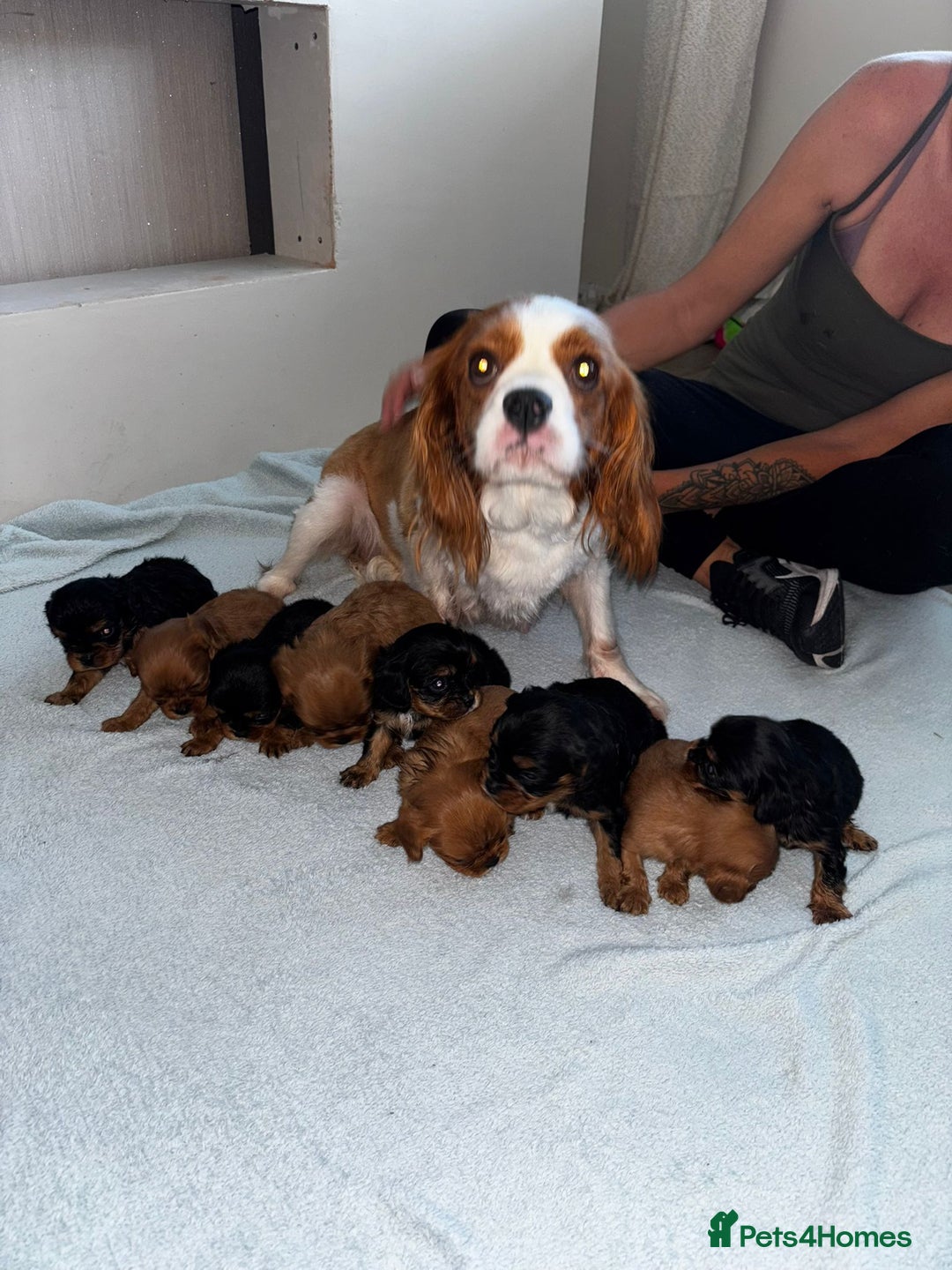 Cavalier King Charles Spaniel dogs for sale: Beautiful cavalier puppies  - Image 1