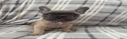 French Bulldog dogs for sale: Ready now 3 boys left parents fully health tested  - Advert 14