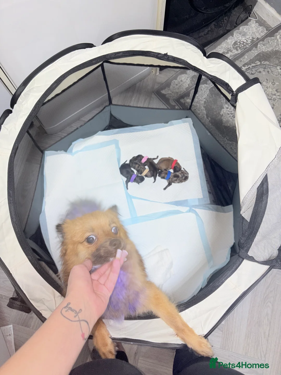 Pomchi dogs for sale: Pomchi - Advert 1