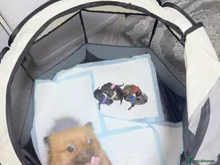 Pomchi dogs Pomchi - Advert 1