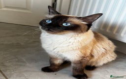 Ragdoll cats for sale: 7 Beautiful Pure Ragdolls for sale - Image 9