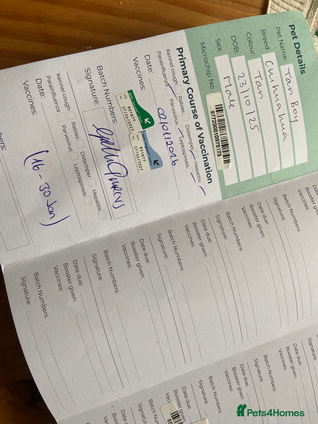 Chihuahua dogs for adoption: Adorable and cute Chihuahua Boy 12 wks - Advert 12