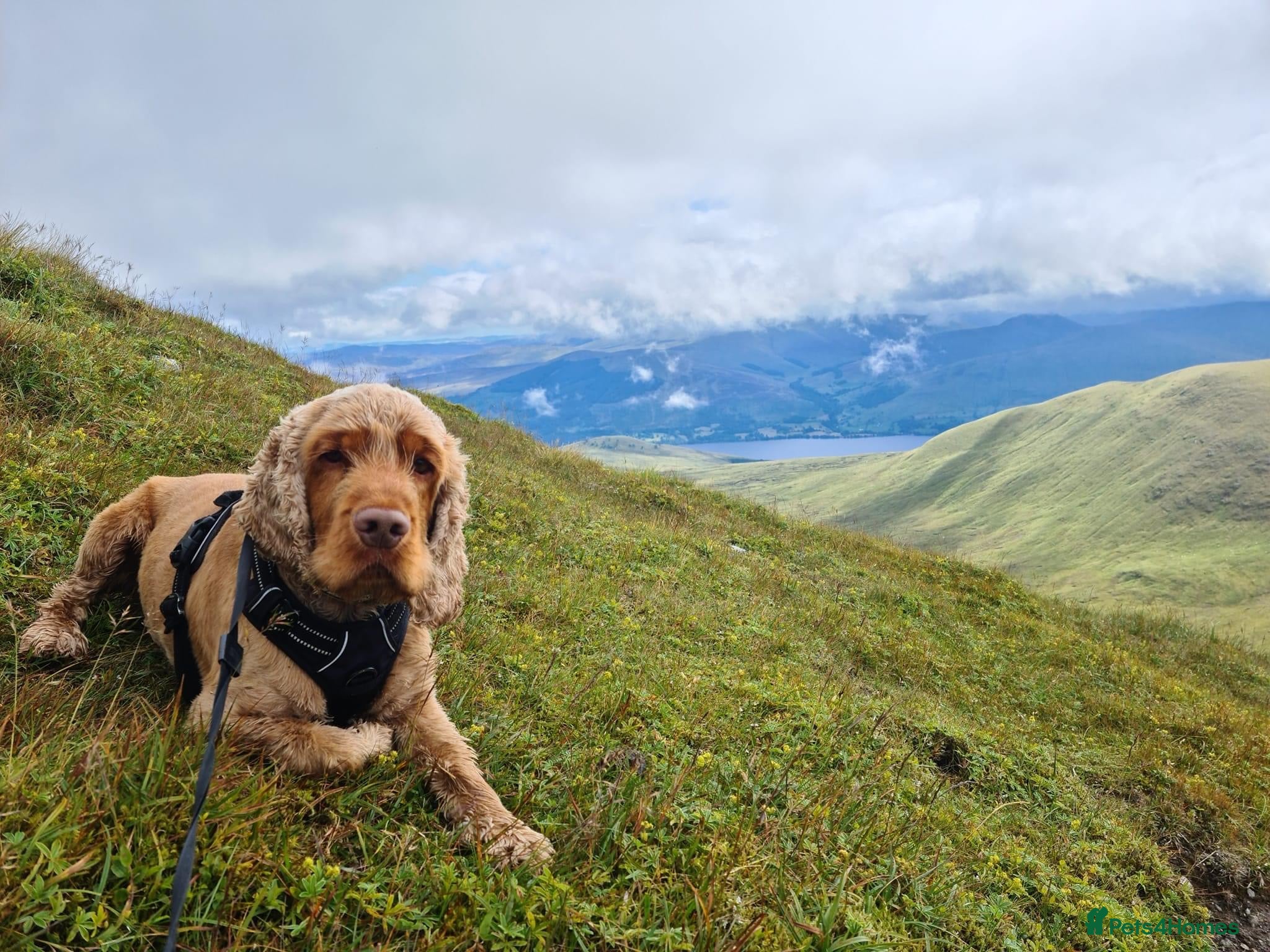 Cocker Spaniel dogs Health tested KC show Cocker Spaniel for stud - Advert 8