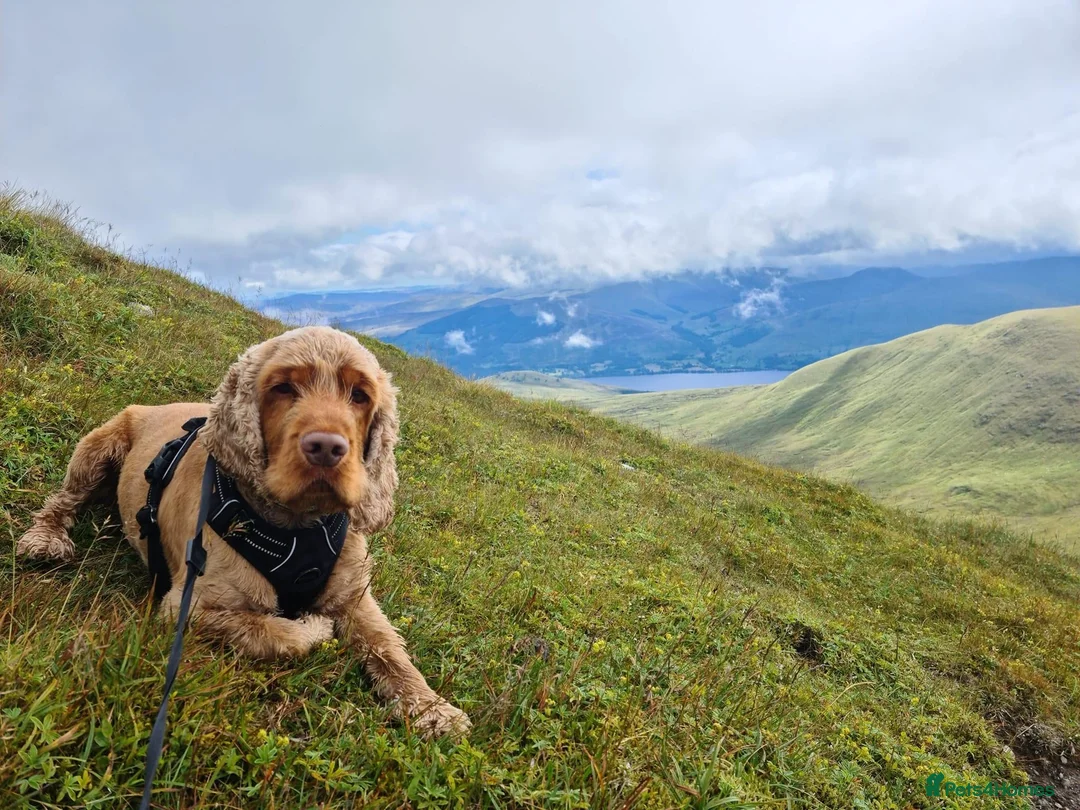 Cocker Spaniel dogs for stud: Health tested KC show Cocker Spaniel for stud - Advert 1