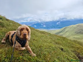 Cocker Spaniel dogs Health tested KC show Cocker Spaniel for stud - Advert 8
