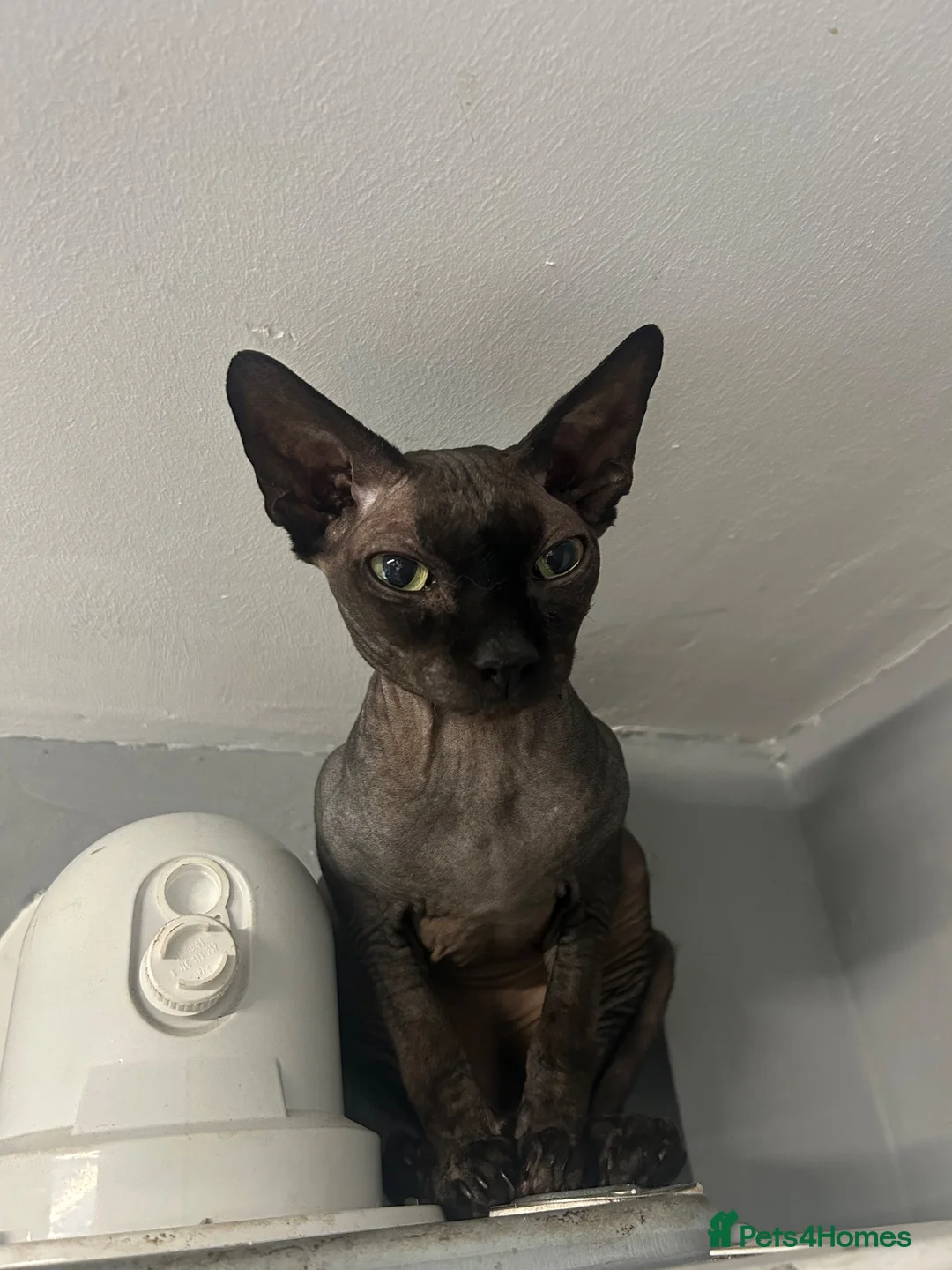 Sphynx cats for sale: Pure Canadian  - Advert 6