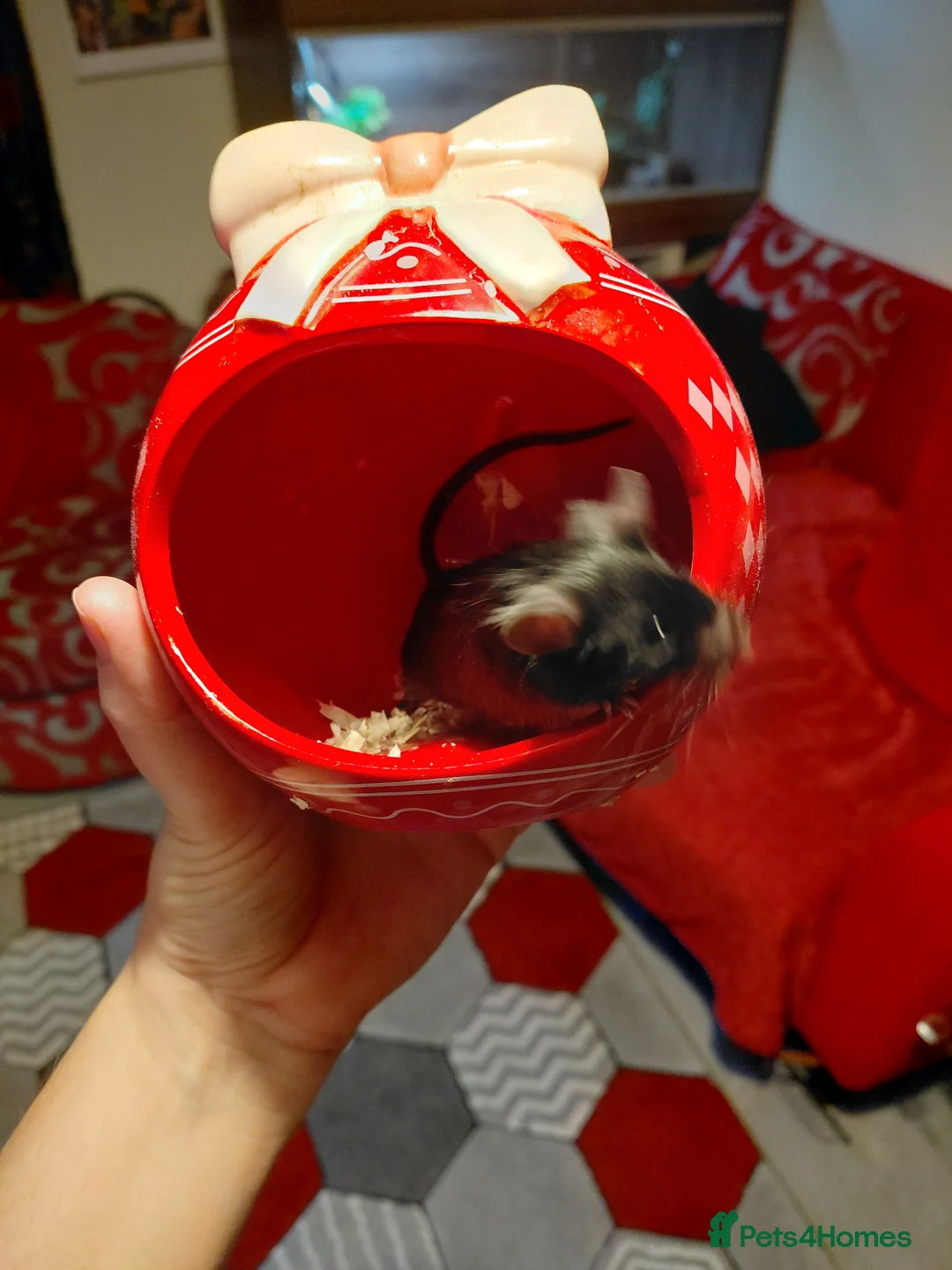 Mouse rodents for sale: Two male mice - Advert 6