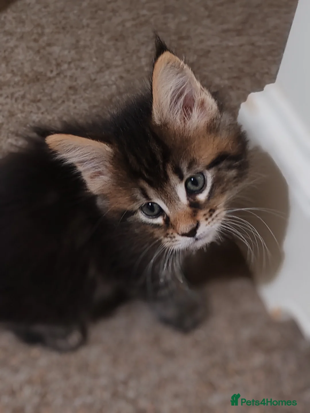 Maine Coon cats for sale: Maine coon kittens  - Advert 13