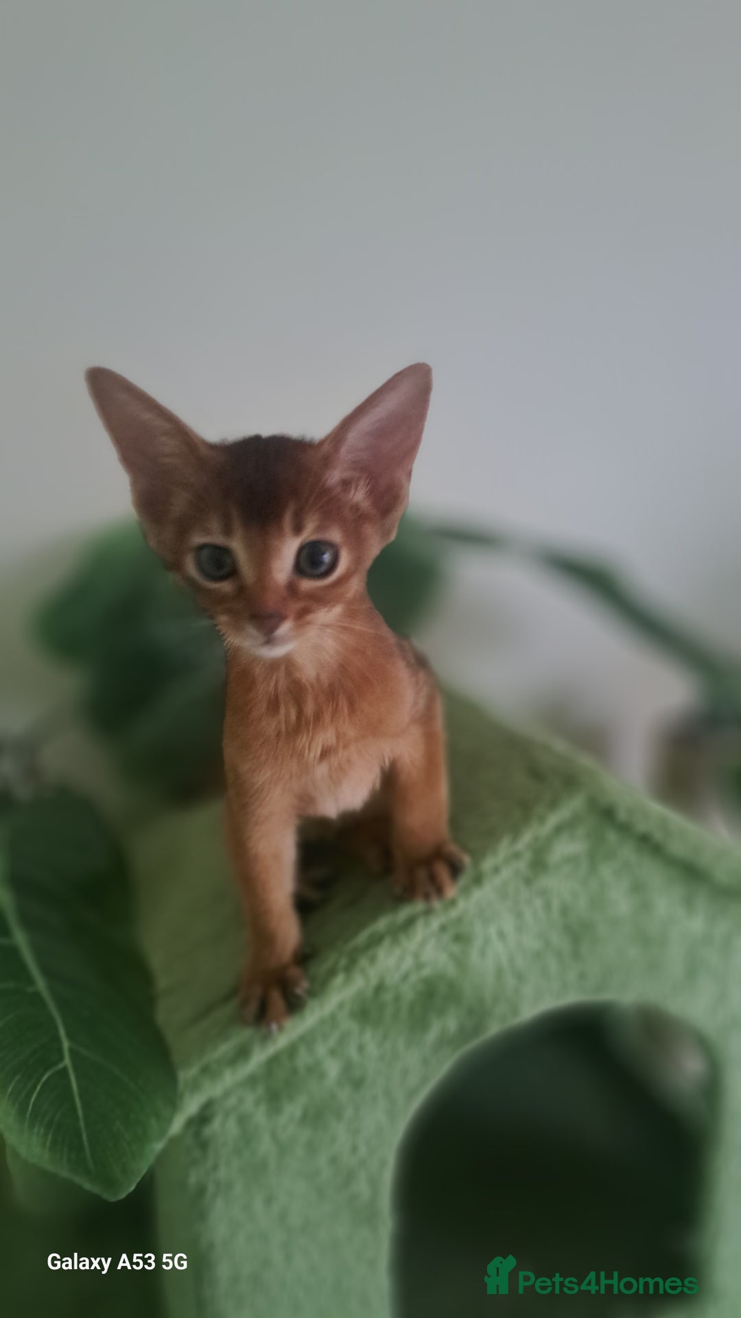 Abyssinian cats for sale: 5⭐️ TICA Pedigree Abyssinian Kittens - Advert 2