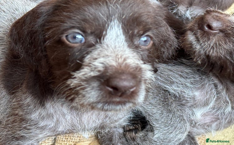 German Wirehaired Pointer dogs - Advert 1