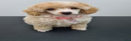 Toy Poodle dogs for stud: Health Tested Tri Toy in Birkenhead - Advert 20