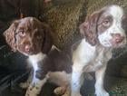 English Springer Spaniel dogs Outstanding springer boys Ready now! - Advert 4