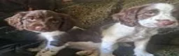 English Springer Spaniel dogs for sale: Outstanding springer boys Ready now! - Advert 1