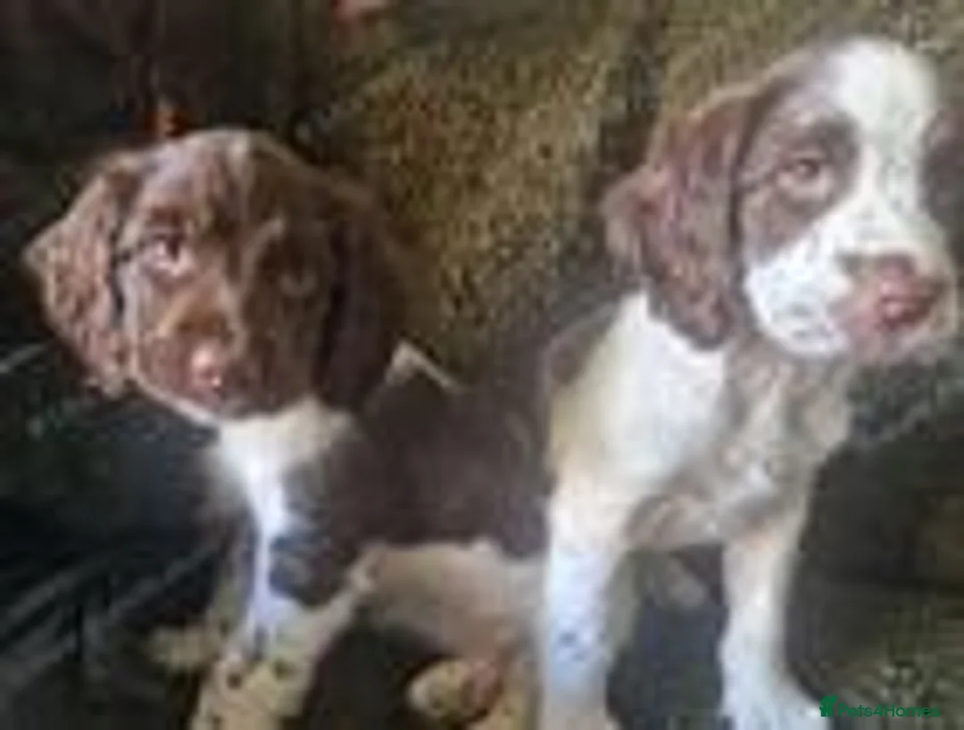 English Springer Spaniel dogs for sale: Outstanding springer boys Ready now! - Advert 1