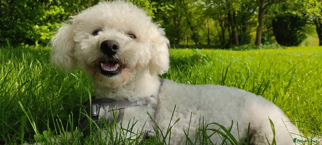 Bichon Frise dogs for sale: Bischon frise female - Advert 1