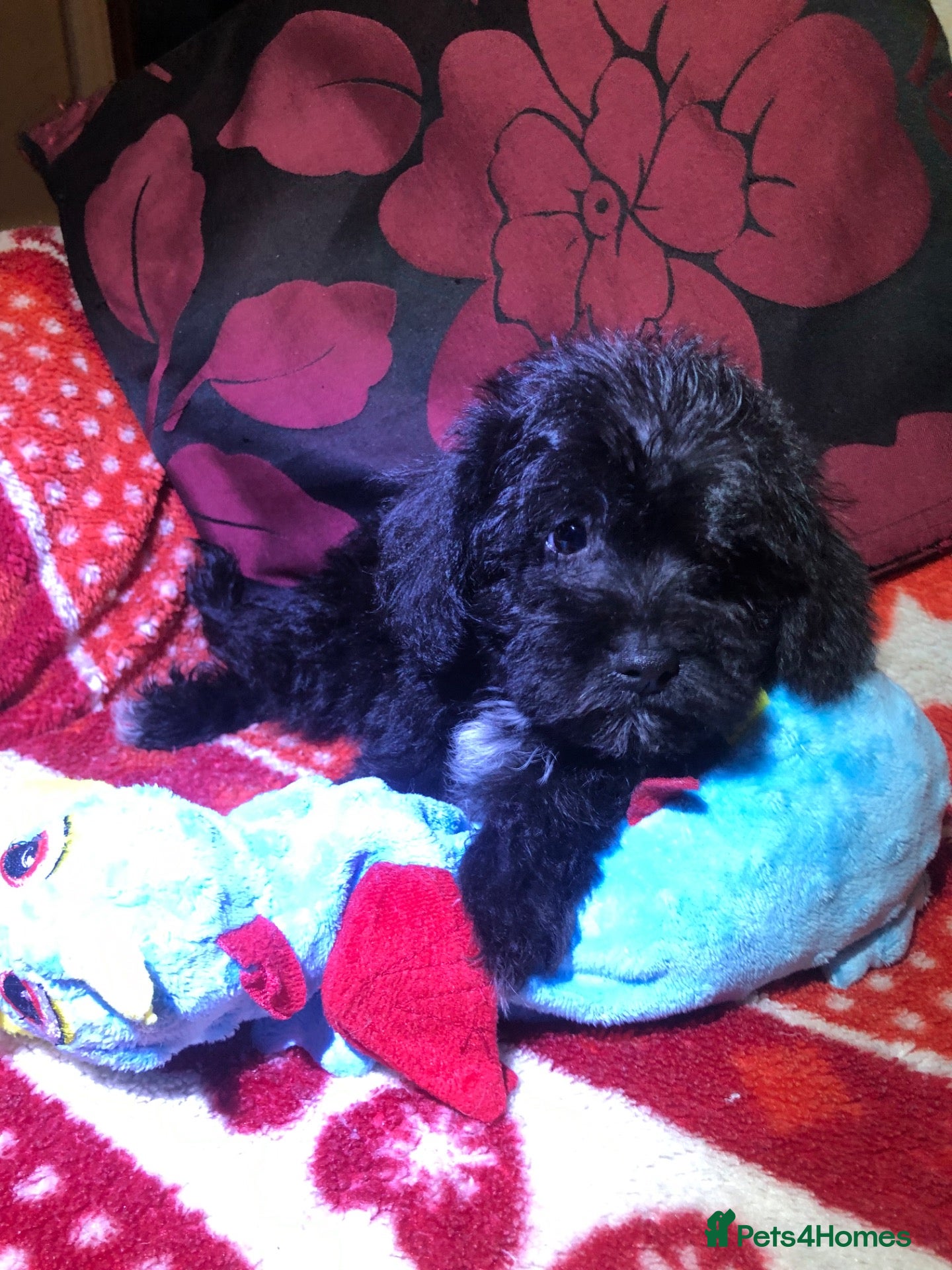 Mixed Breed dogs for sale: shihtzu/westie x toy poodle puppies for sale  - Advert 2