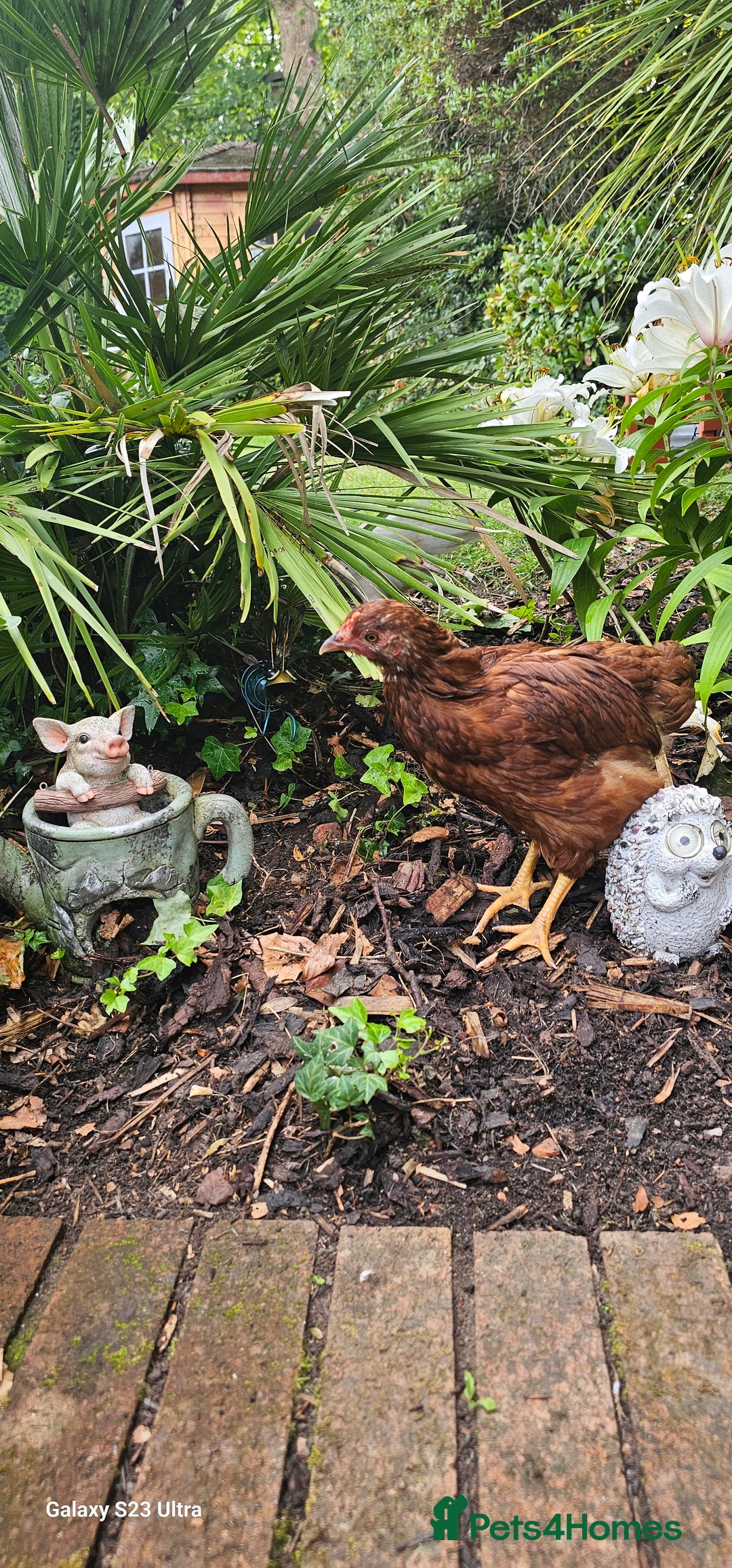 Hens poultry for sale:  FREE chickens 2 Rhode island Reds & 2 Leghorns - Image 3