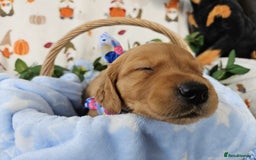 Golden Retriever dogs for sale: Loving Golden Retriever Puppies - Image 5