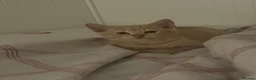 British Shorthair cats for sale: Beautiful biscoff kitty  in Wigan - Advert 4