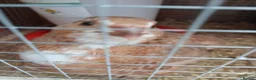 Quail poultry for sale: Hatching eggs sparkly and glitters  - Advert 19