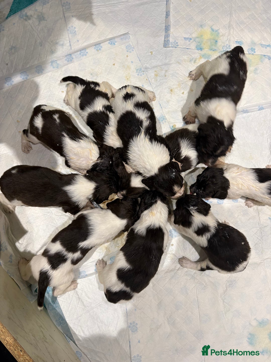 English Springer Spaniel dogs for sale: Quality English springer spaniel puppies  - Advert 2