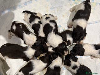 English Springer Spaniel dogs Quality English springer spaniel puppies - Advert 2