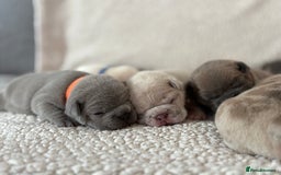 French Bulldog dogs for sale: French bulldog pedigree litter - Image 19