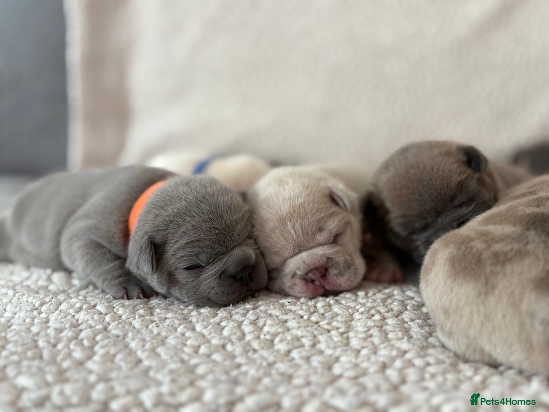 French Bulldog dogs for sale: French bulldog pedigree litter - Image 19