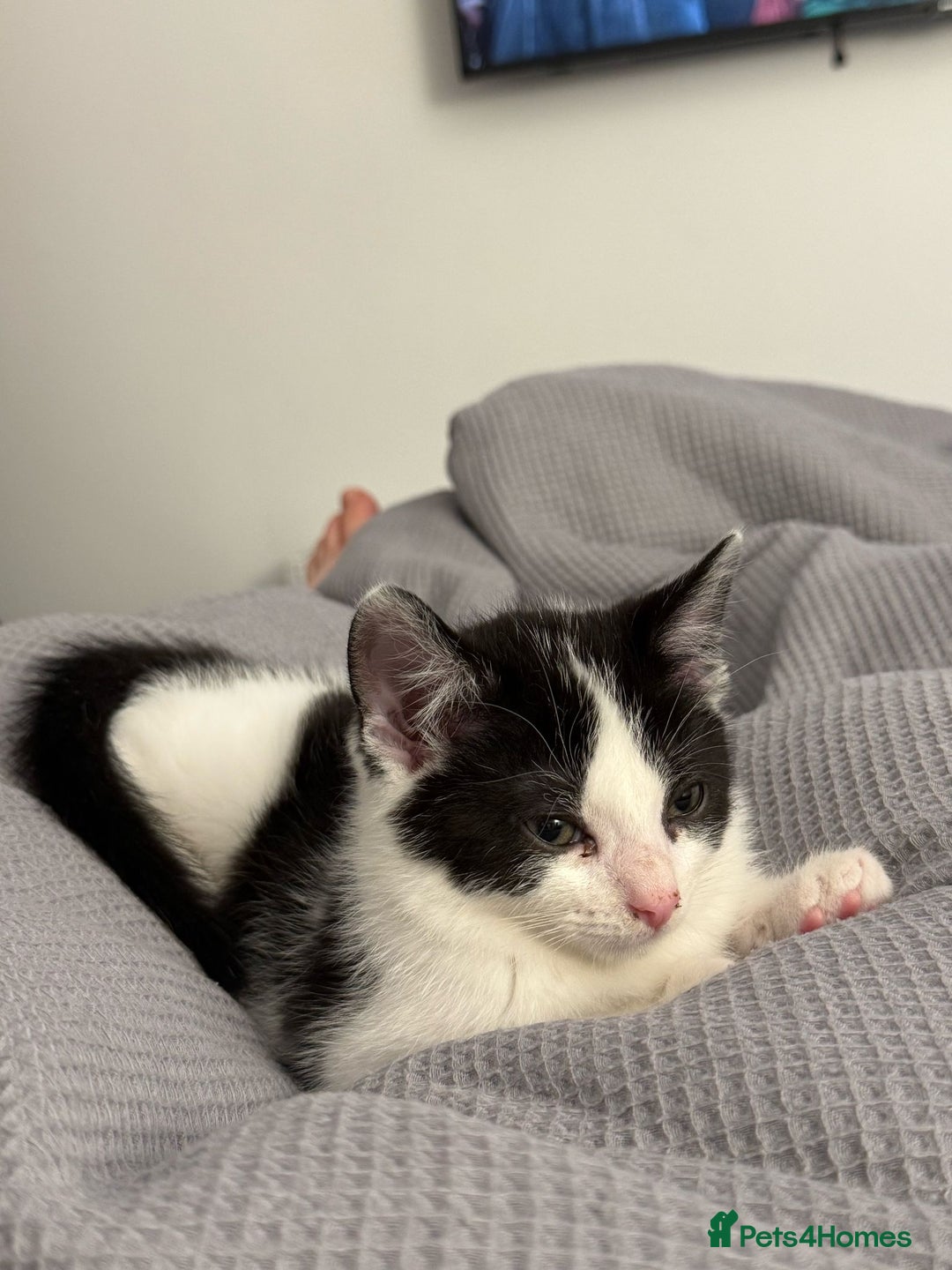 Mixed Breed cats for sale: Stunning maincoon x smudge  - Image 10