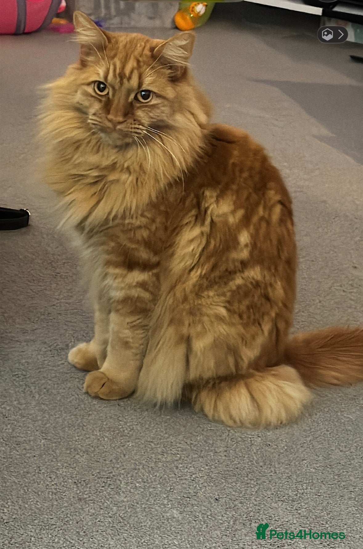 Mixed Breed cats Beautiful boy for rehoming - Advert 1