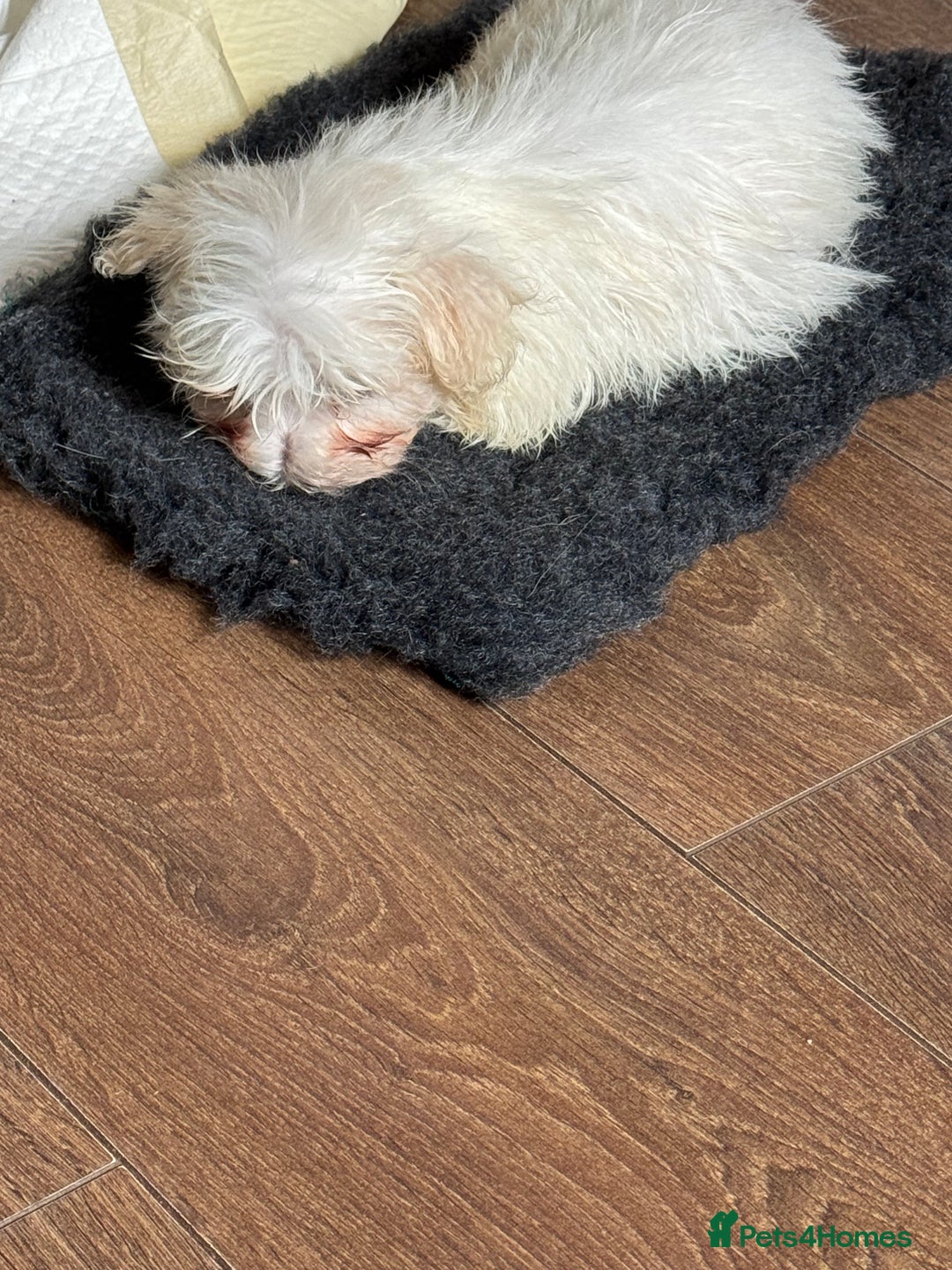 Maltese dogs for sale: Beautiful Maltese puppies ready to go. - Image 12