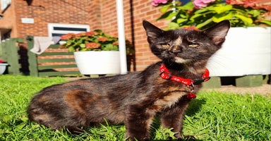 Mixed Breed cats - Advert 14