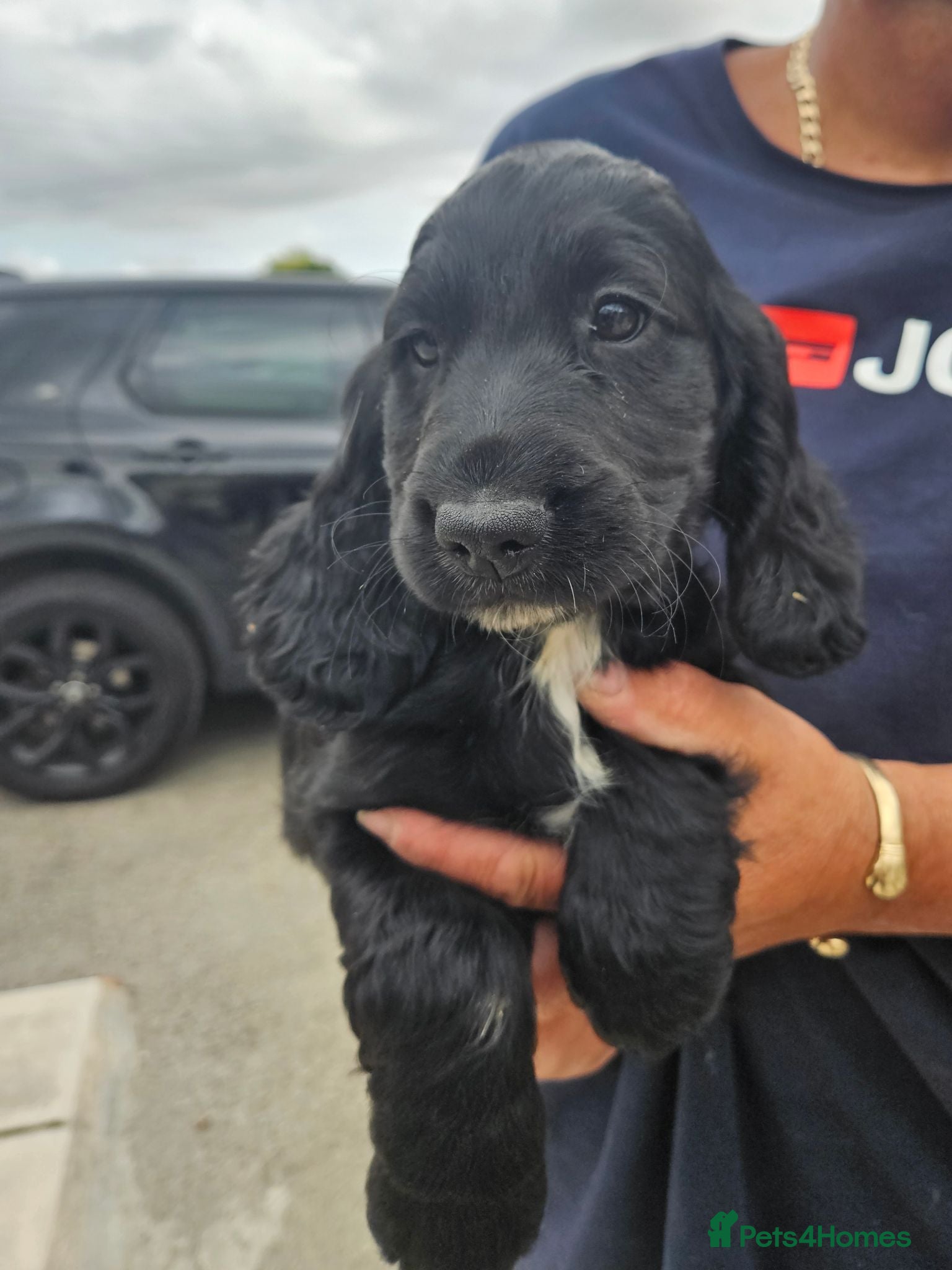 Cocker Spaniel dogs Cocker spaniel puppies  - Advert 2