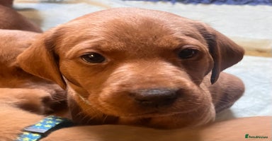 Labrador Retriever dogs - Advert 14