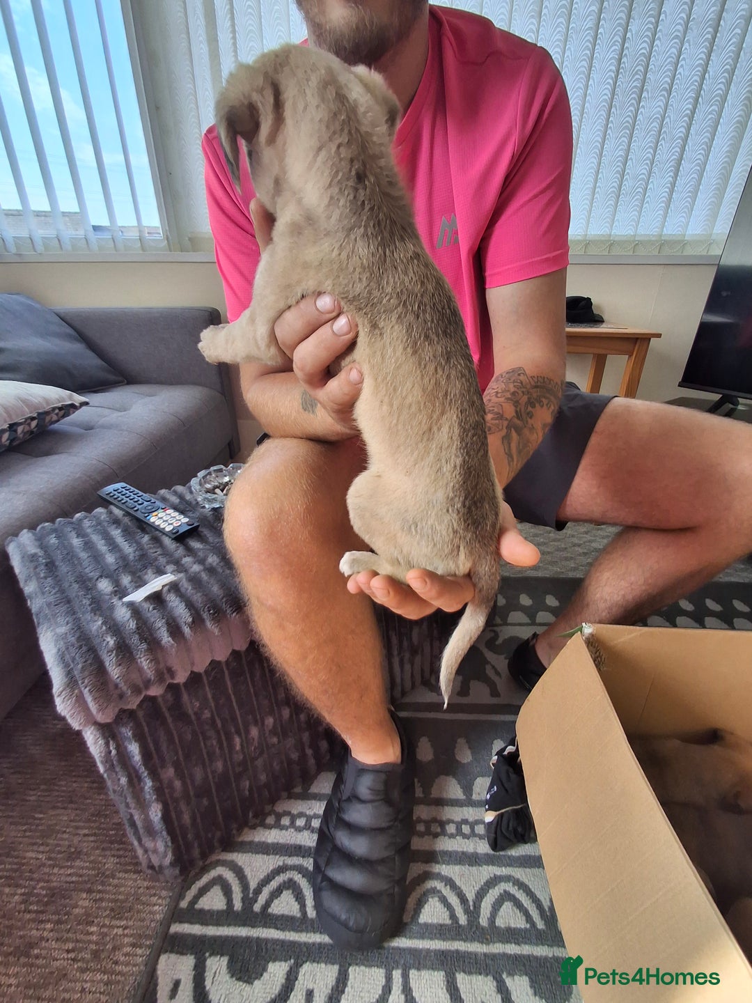 Lurcher dogs for sale: Lurcher long an short wired puppies - Image 4