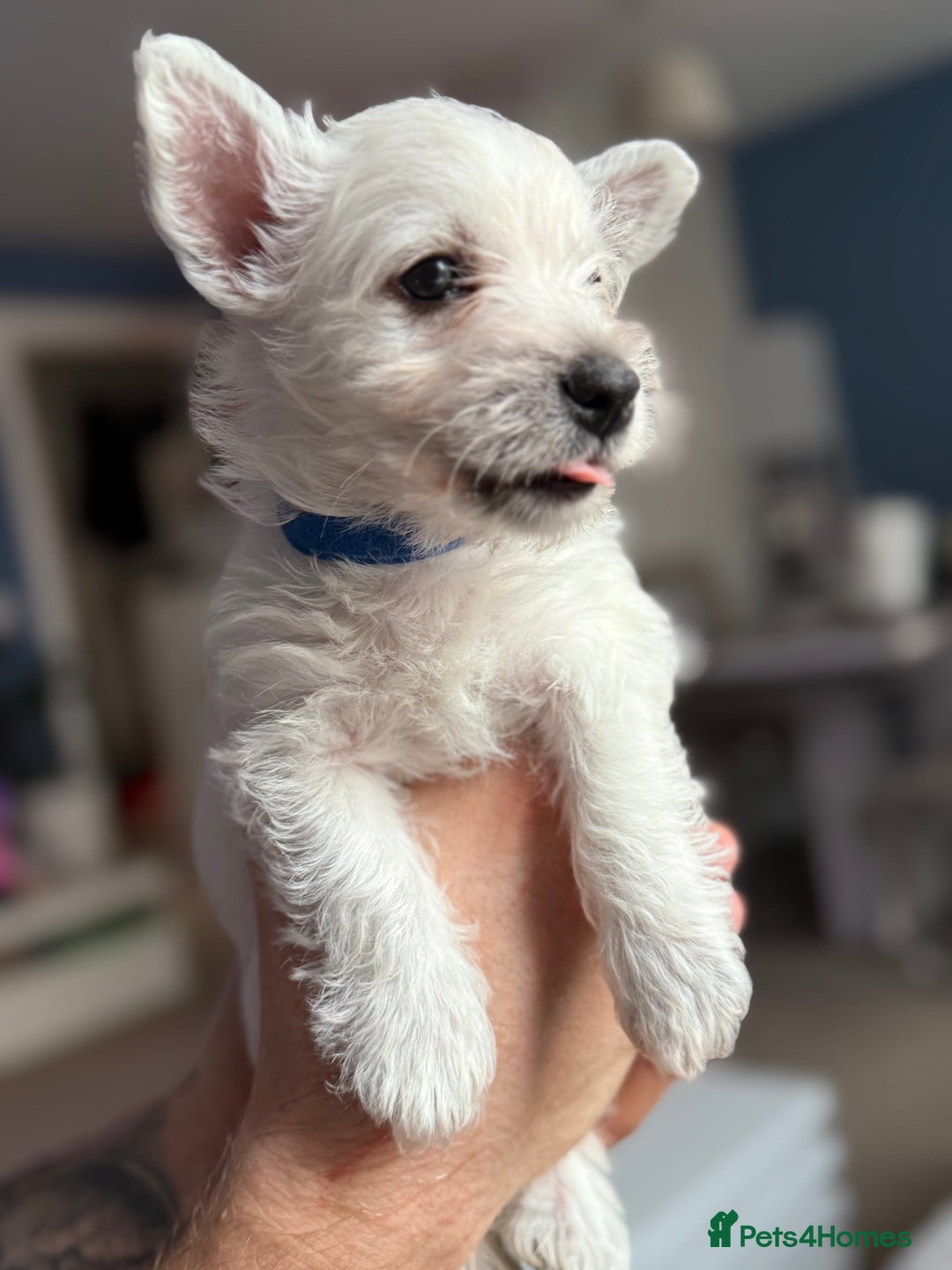 West Highland Terrier dogs for sale: Only 4 Westie Puppies Left – Ready for Homes Now! - Advert 14
