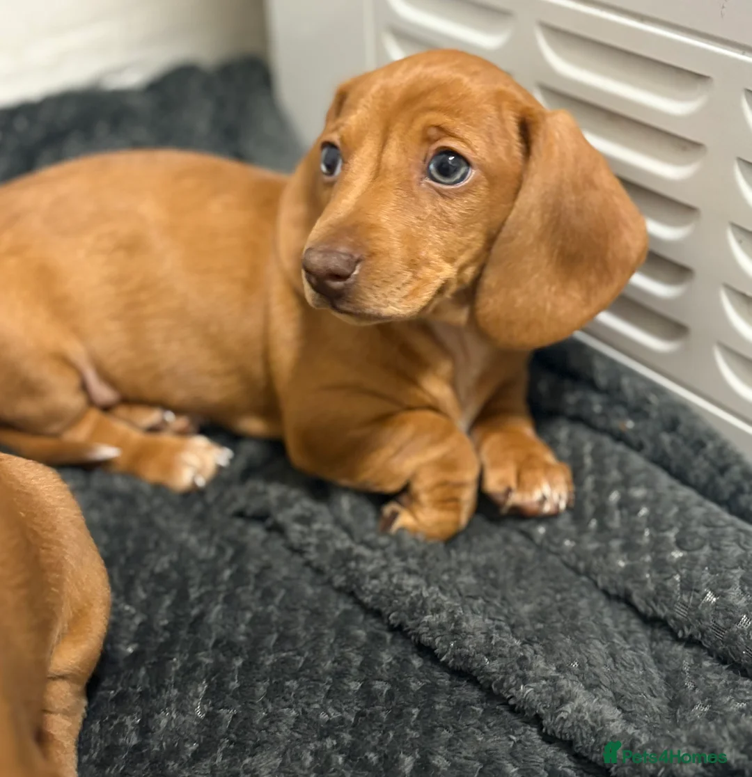 Miniature Dachshund dogs for sale: 3 Miniature dachshunds ⭐️ - Advert 4