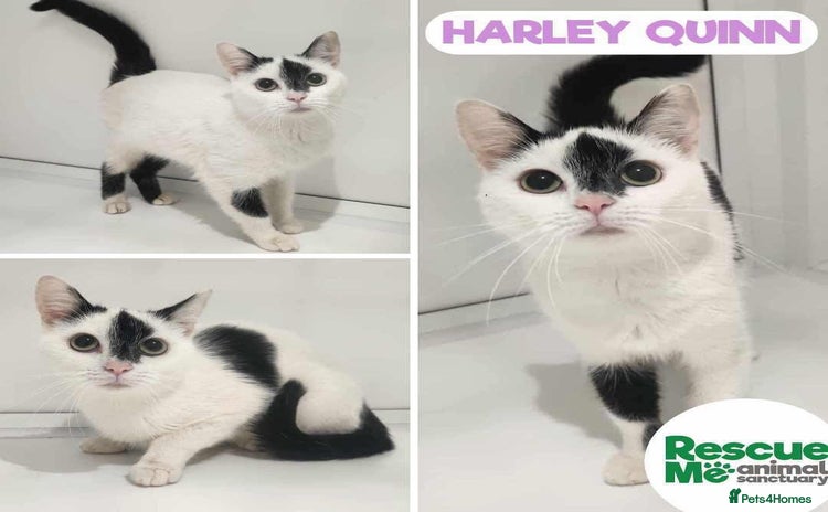 Mixed Breed cats - Advert 5