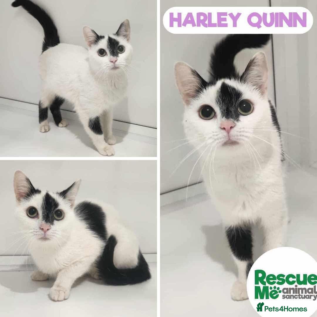 Mixed Breed cats for adoption: Harley Quinn - beautiful girl - Image 1