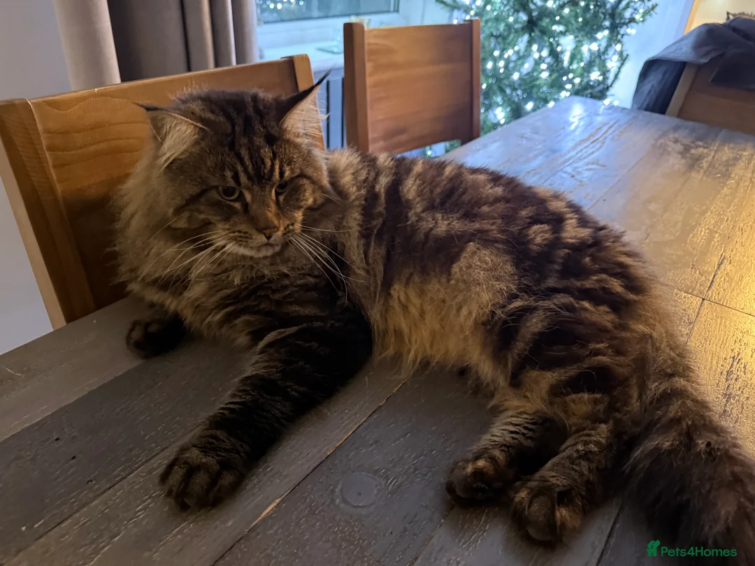 Maine Coon cats for sale: Full Pedigree Maine Coon Kittens  - Advert 5
