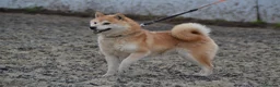 Japanese Shiba Inu dogs for sale: Shiba Inu 2 female puppies ready Friday  - Advert 9
