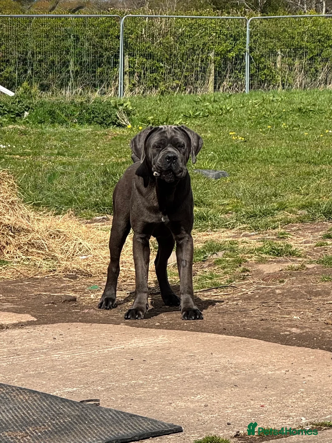 Cane Corso dogs for stud: Health tested Blue cane corso stud  in Carlisle - Advert 5