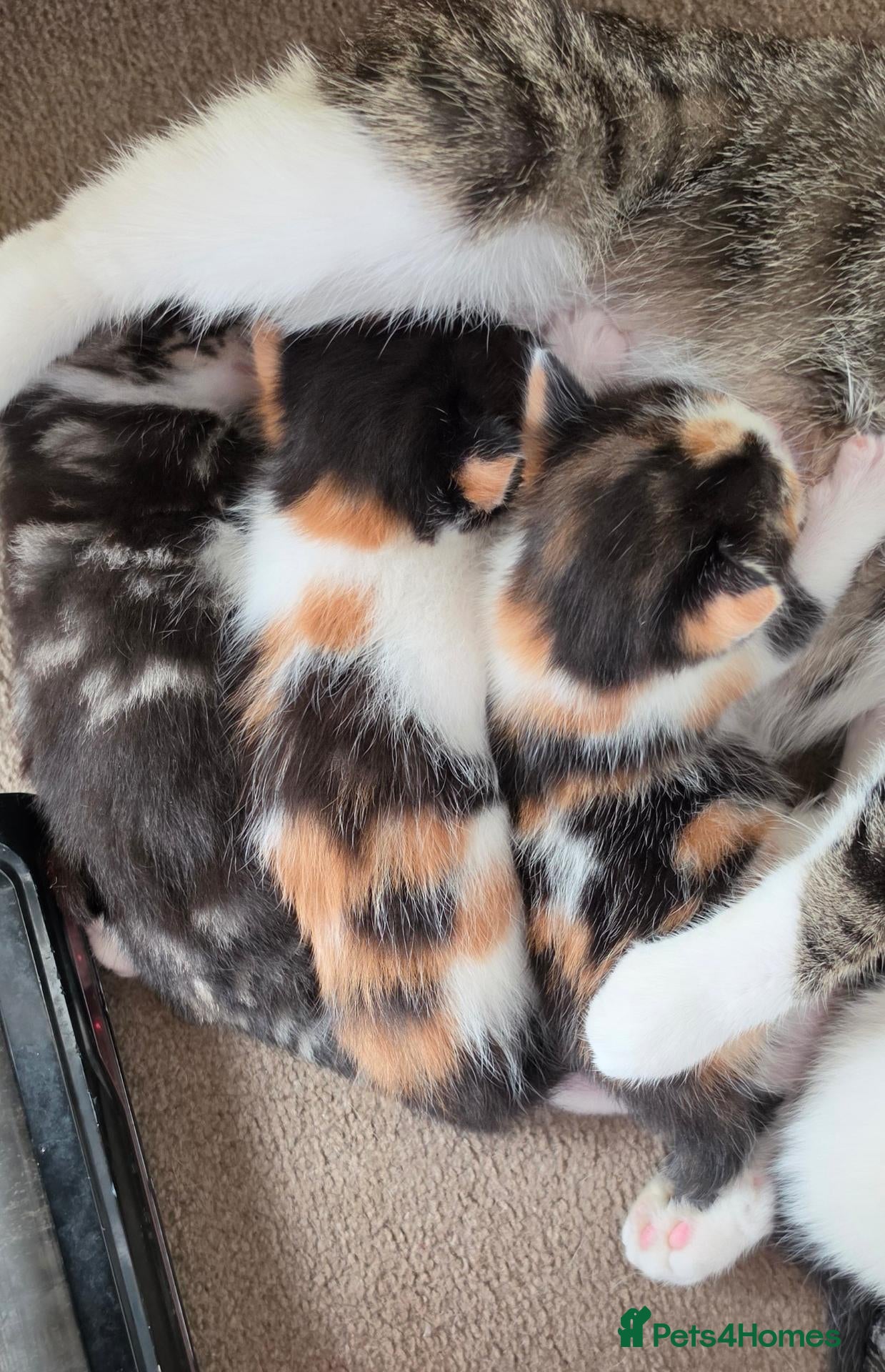 Mixed Breed cats FIFI'S BEAUTIFUL CALICOS READY TO LEAVE  - Advert 10