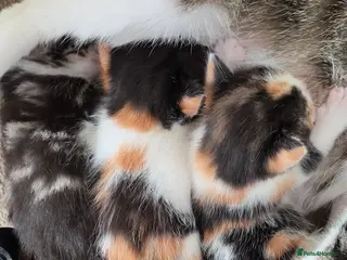 Mixed Breed cats FIFI'S BEAUTIFUL CALICOS READY TO LEAVE - Advert 10