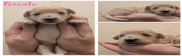 Maltipoo dogs for sale: F1 Apricot & Cream Maltipoo Puppies - Advert 12