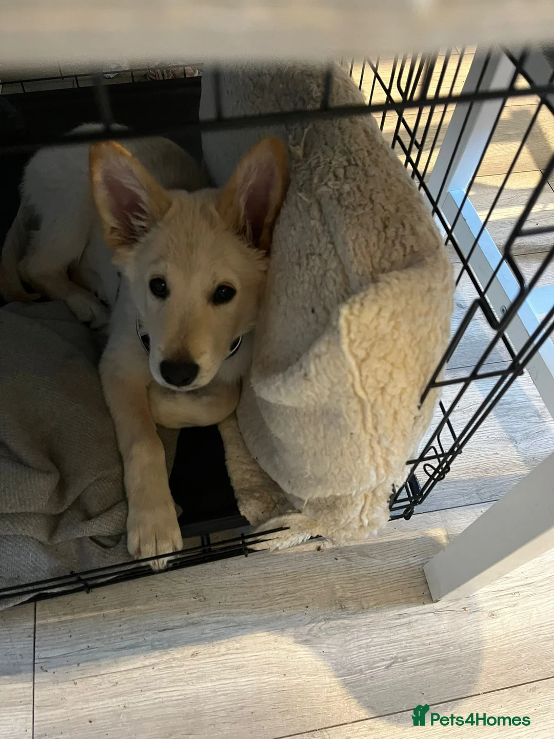 German Shepherd dogs for sale: German shepherd  - Advert 2