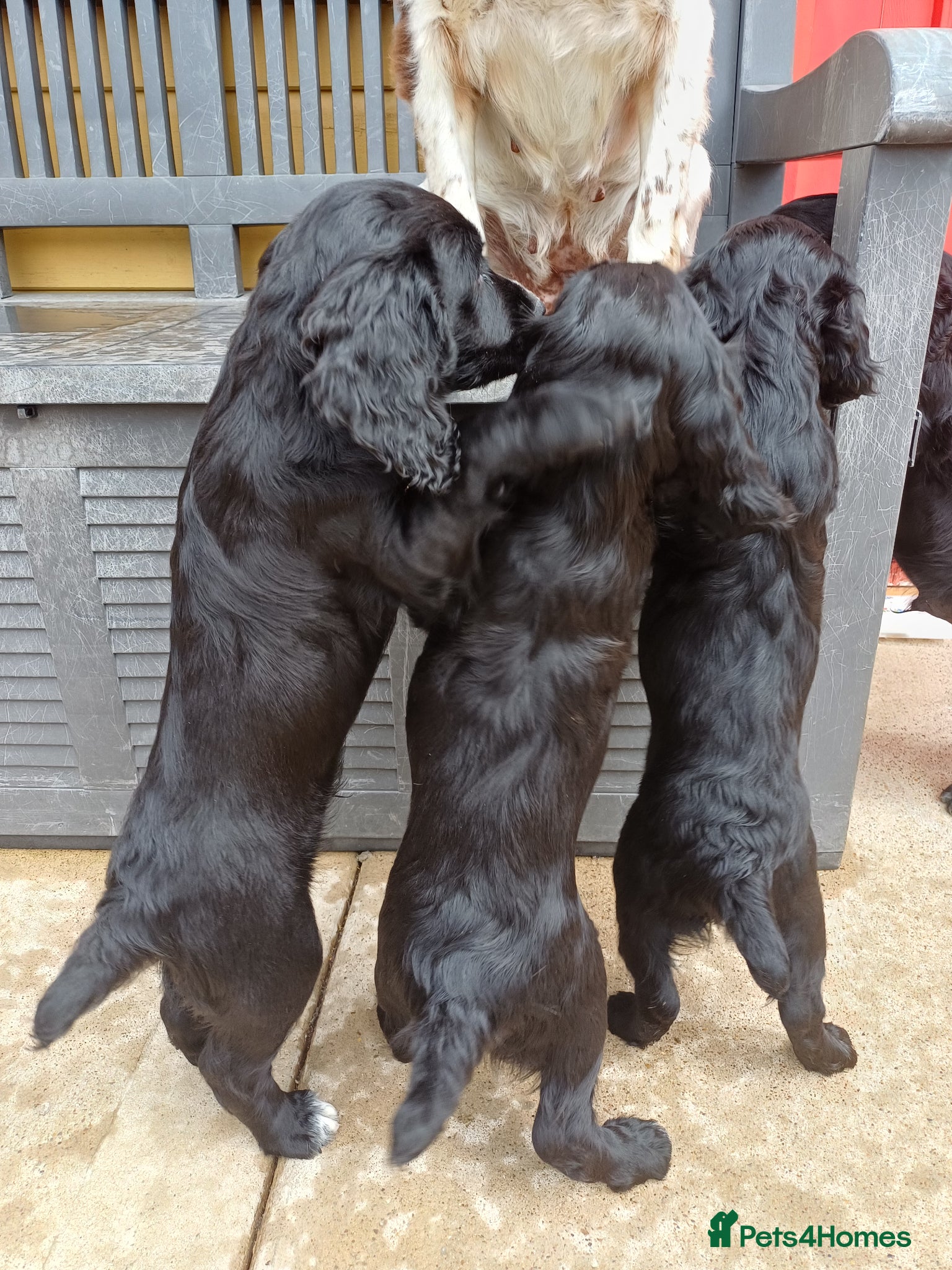 Cocker Spaniel dogs EXELLENT  BRED WORKING COCKER PUPPIES  - Advert 10